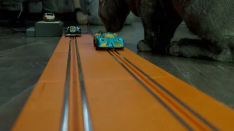 Gray sphinx cat on a toy track. Stock Footage 228971929