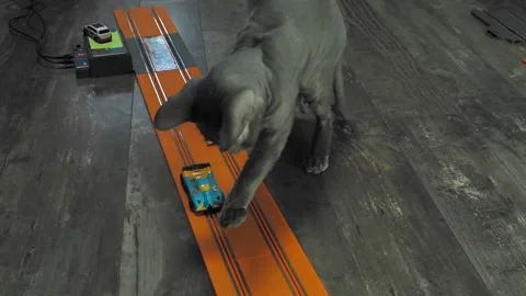 Gray sphinx cat on a toy track. Stock Footage 229813829