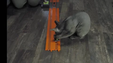Gray sphinx cat on a toy track. Stock Footage 229813834