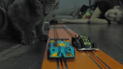 Gray sphinx cat on a toy track. Stock Footage 229846773