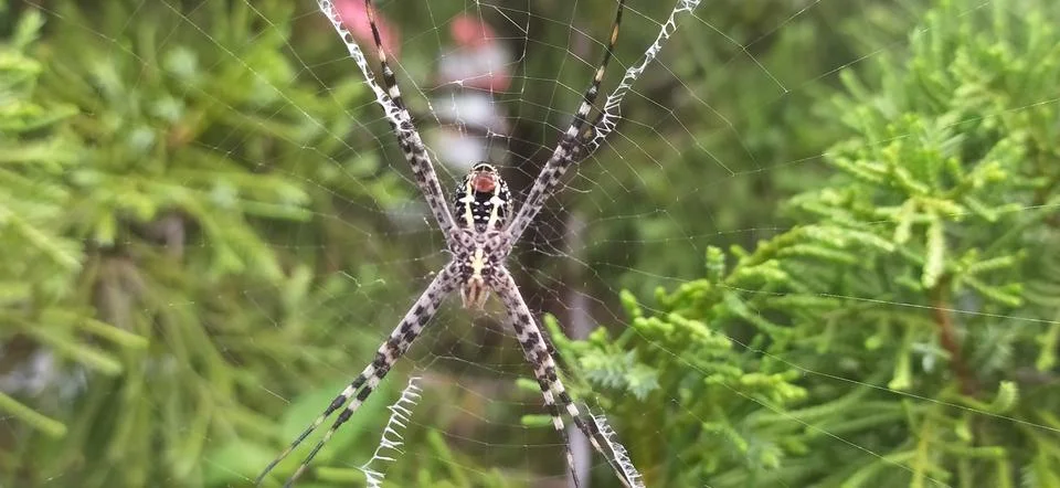 Gray spider Foto stock