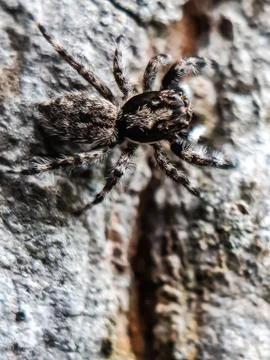 A gray spider is sitting on a gray background. This is a picture of a garden. Stock Photos