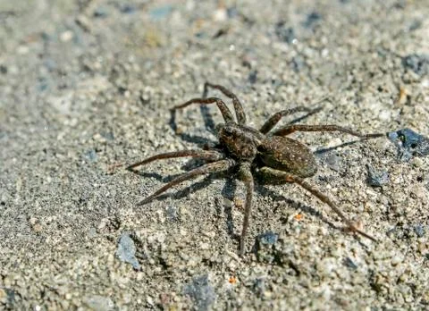 Gray spider sitting on a stone, macro Stock Photos