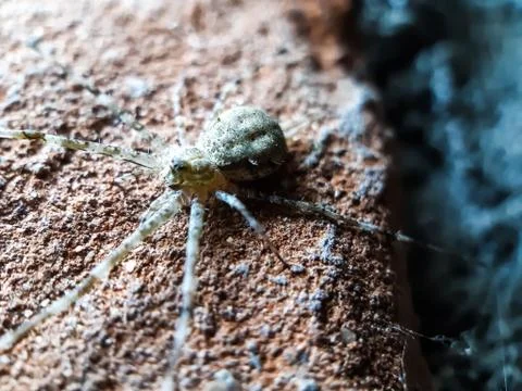 The gray spider is sitting on the surface and the light is shining on it. Stock Photos