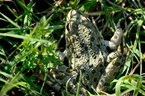 Gray spotted frog hidden in green grass Stock Photos