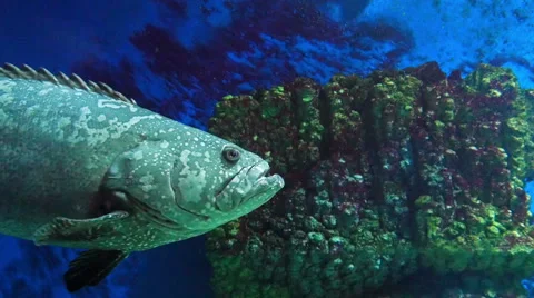 Gray Spotted Grouper Stockbeeldmateriaal 62809087