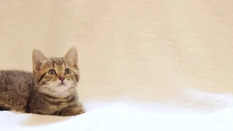 Gray spotted kitten on the background of a white blanket, space for text Stock Footage 246623520
