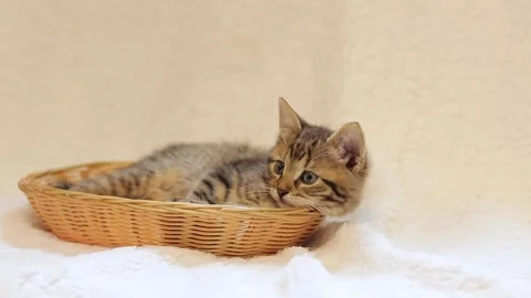Gray spotted kitten in a wicker basket against a white bedspread. A cute kitten Stock Footage 246623321