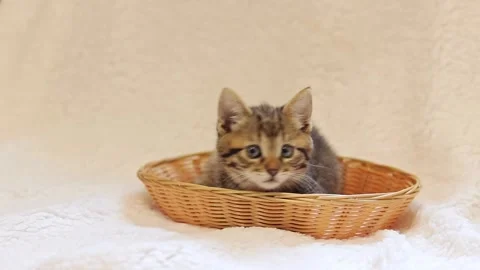 Gray spotted kitten in a wicker basket against a white bedspread Stock Footage 246757596