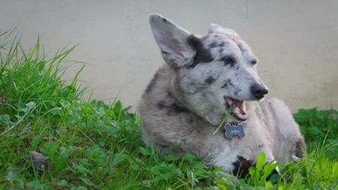 Gray, spotted, non-breed dog lying down in a backyard and chewing grass. Video stock 274754930