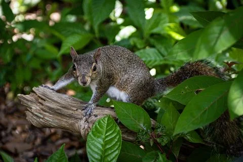 Gray Squirrel Alert on Log With Bushy Tail Florida Wildlife Stock Photos