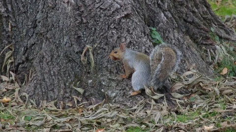 Gray Squirrel at base of tree, 1080p tripod shot Video stock 98143923