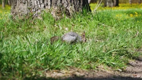 A gray squirrel with beautiful tufted ears walks among the grass in the park in  Video stock 138141791