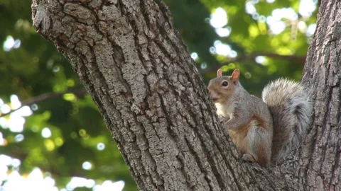 Gray Squirrel in Bow of Tree, isolated 1080p tripod shot Vídeo Stock 98142617