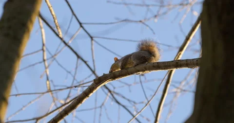 Gray Squirrel Branches Sunny Winter Stock Footage 171872990