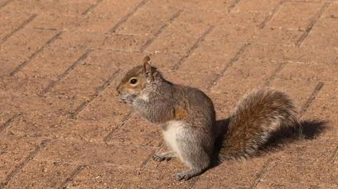 Gray squirrel on a brick floor 写真素材