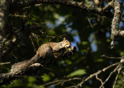 Gray Squirrel Catching Rays on a Limb Stock Photos