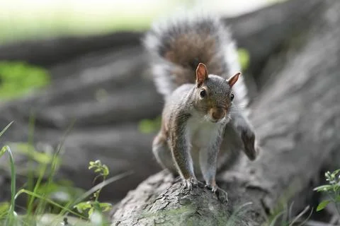 Gray squirrel climbing on a fallen log Foto stock