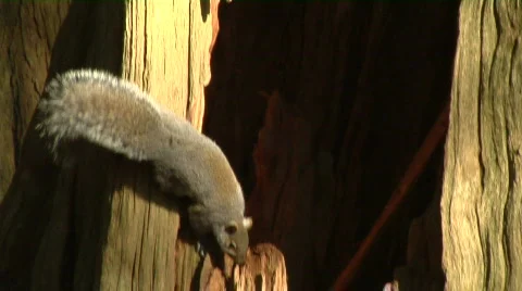 Gray Squirrel Climbs Down Into Tree Stump 스톡 동영상 489178