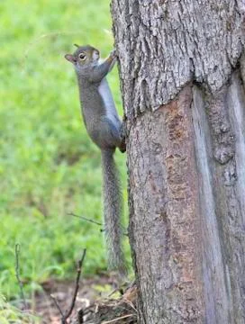 Gray squirrel climbs tree trunk Stock Photos