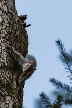 Gray squirrel clinging to a tree trunk Foto stock
