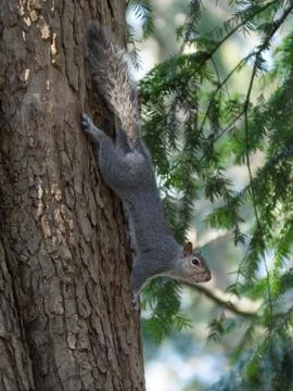 Gray squirrel clinging to a tree trunk Stock Photos