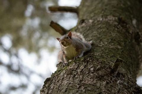 Gray squirrel clinging to a tree trunk Stock Photos