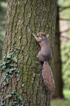 Gray squirrel clinging to a tree trunk Stock Photos