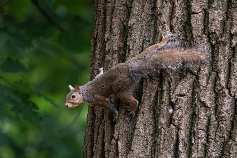 Gray squirrel clinging to a tree trunk Stock Photos