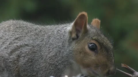 Gray Squirrel Close Up Stock Footage 69057847