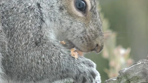 Gray Squirrel up close Stock Footage 229984608