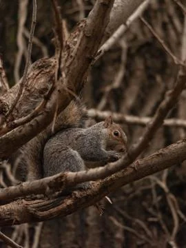 Gray squirrel crouching in tree branches Stock Photos