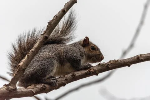 Gray squirrel crouching in tree branches Stock Photos