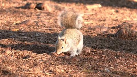 Gray Squirrel digging around for food Stock Footage 128522345
