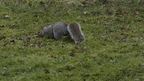 Gray squirrel digging in lawn for food in winter Stock Footage 105313948