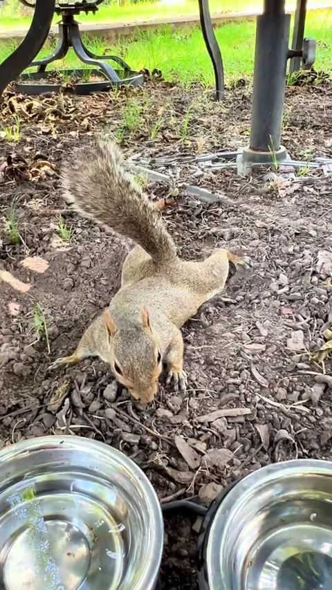 Gray Squirrel Drinking Water from Bowl Video stock 343361523