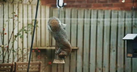 Gray Squirrel Eating Bird Seed Video stock 104821301