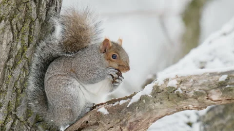 Gray Squirrel Eating Black Walnut in Snowy Conditions Stock Footage 326227778