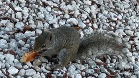 Gray Squirrel Eating Food Stock Footage 337554471