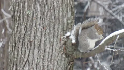 Gray Squirrel Eating food on tree branch during snow fall Stock Footage 169371115