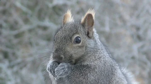 Gray Squirrel Eating Stock Footage 75653974