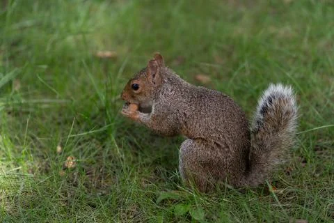 Gray squirrel eating on grass in Central Park Stock Photos