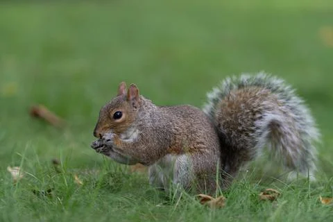 Gray squirrel eating on grass in Central Park Stock Photos