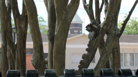 Gray squirrel eating in grove of trees with building in background Stock Footage 37254549