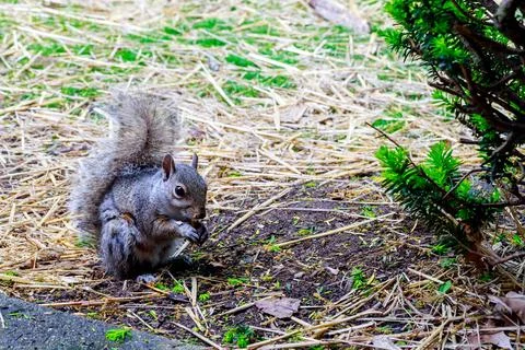 Gray squirrel eating a hazelnut on the ground. Stock Photos