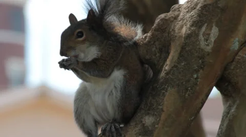Gray squirrel eating nut with beautiful contrast to background Stock Footage 37254707