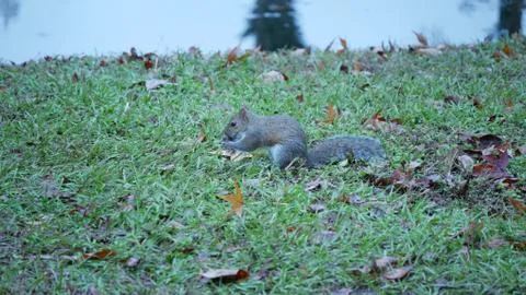 Gray squirrel eating a nut Foto stock