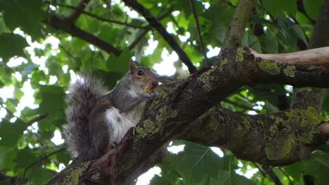 Gray Squirrel Eating in Tree Stock Photos