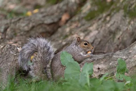 Gray squirrel eating on a tree trunk in Central Park Stock Photos