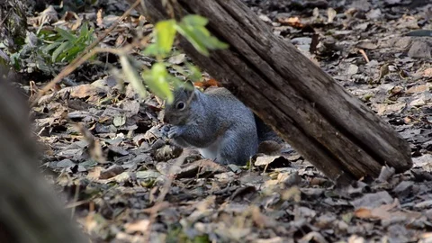 Gray Squirrel Eats In Autumn Видео 120267347